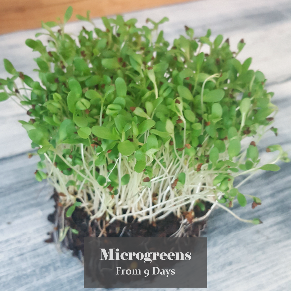 Organic Microgreens Sprouts Sprouting Alfalfa Seeds 3gms 100gms