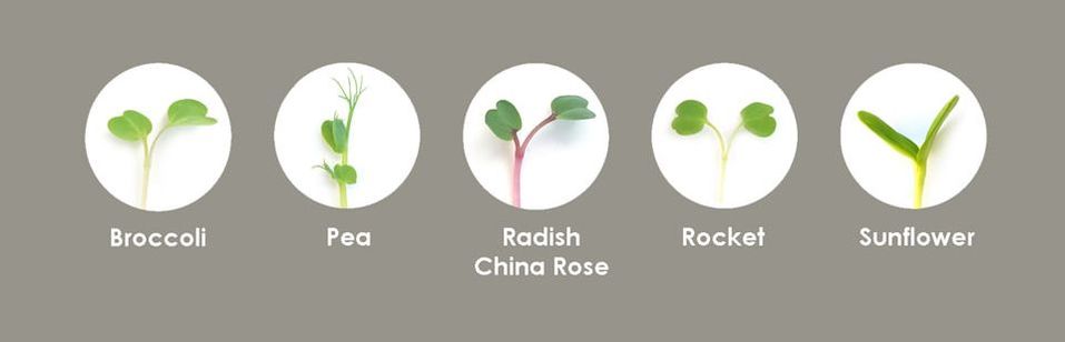 Broccoli, Pea, Radish China Rose, Rocket, Sunflower microgreens seedlings