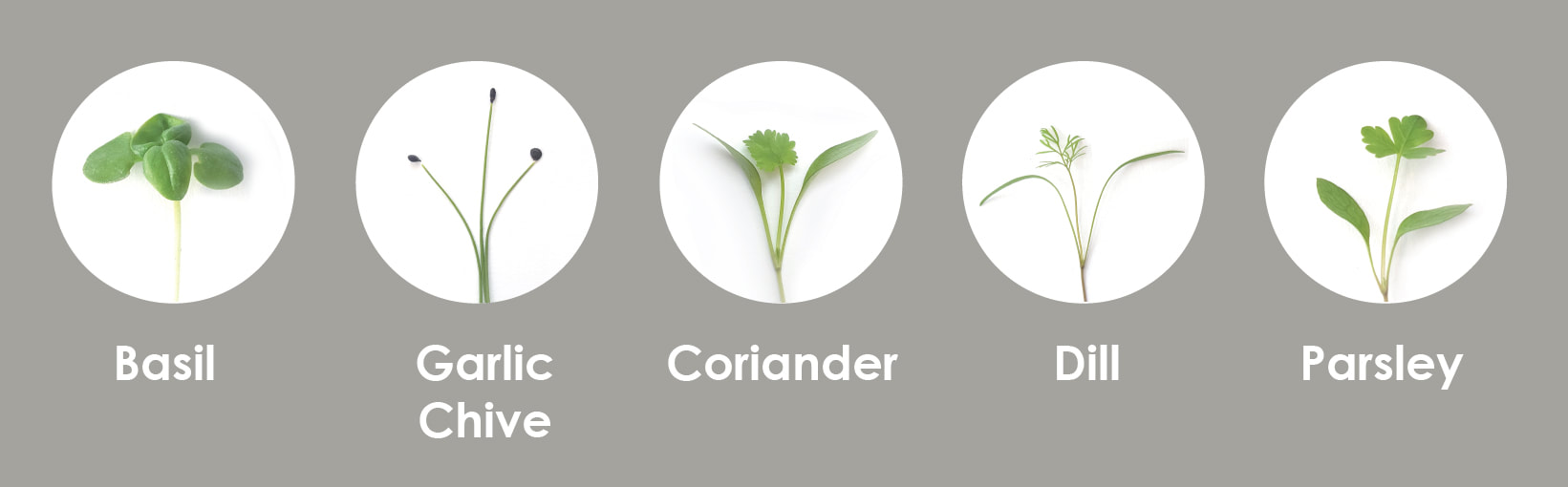 Broccoli, Pea, Radish China Rose, Rocket, Sunflower microgreens seedlings
