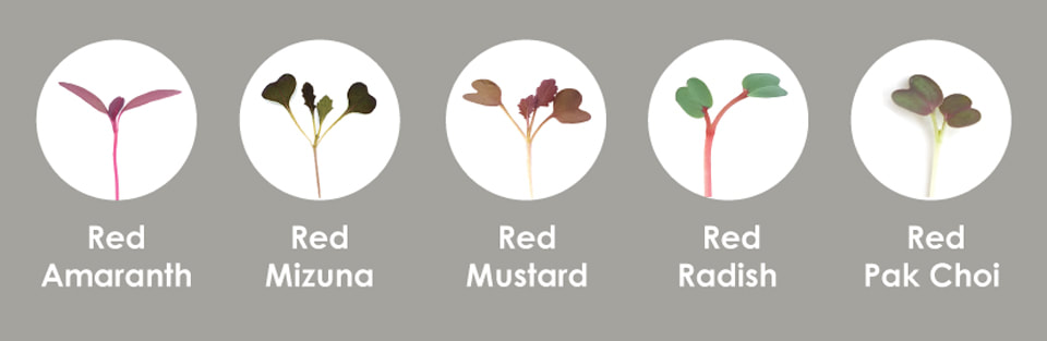 Beetroot, Pink Kale, Radish Rambo, Red Cabbage, Red Swiss Chard seedlings